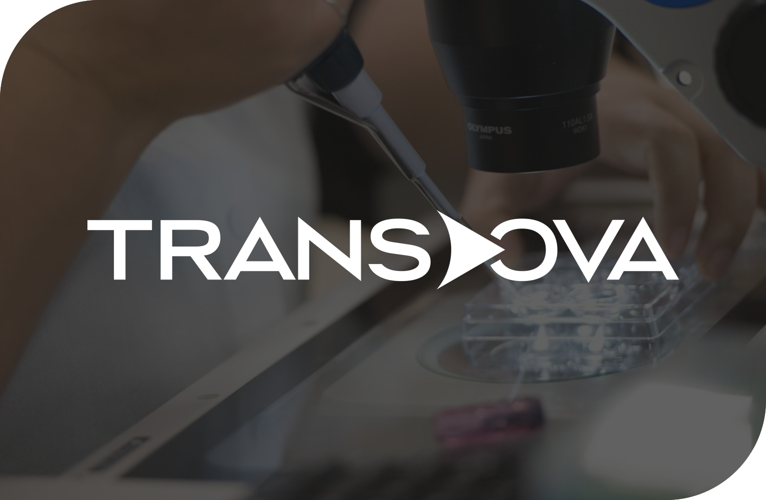 Nova marca Trans Ova